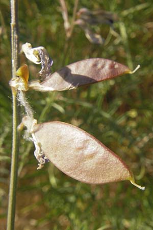 Vicia dalmatica \ Dalmatinische Vogel-Wicke / Bramble Vetch, D Rauenberg 18.5.2011