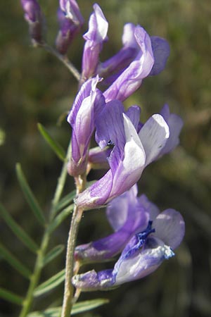 Vicia dalmatica \ Dalmatinische Vogel-Wicke / Bramble Vetch, D Rauenberg 18.5.2011