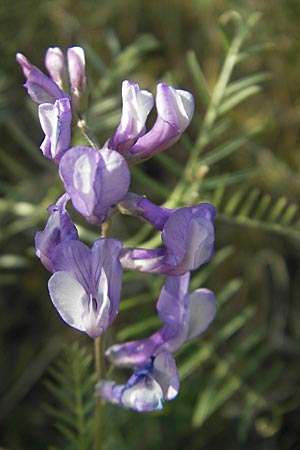 Vicia dalmatica \ Dalmatinische Vogel-Wicke / Bramble Vetch, D Rauenberg 18.5.2011