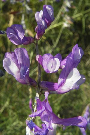 Vicia dalmatica \ Dalmatinische Vogel-Wicke / Bramble Vetch, D Rauenberg 18.5.2011