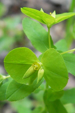 Euphorbia platyphyllos \ Breitblttrige Wolfsmilch / Broad-Leaved Spurge, D Ketsch 16.5.2012