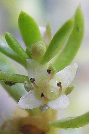 Crassula helmsii \ Nadelkraut, Helms Dickblatt / Swamp Stonecrop, New Zealand Pygmyweed, D Wetter 7.9.2013