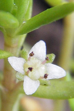 Crassula helmsii \ Nadelkraut, Helms Dickblatt, D Wetter 7.9.2013