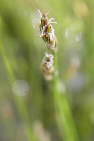 Eleocharis acicularis \ Nadel-Sumpfbinse / Needle Spike Rush, D Botan. Gar.  Universit.  Mainz 11.7.2009