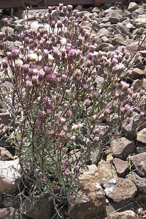 Erigeron muralis \ Sptes Berufkraut / Late Fleabane, D Kaiserslautern-Einsiedlerhof 4.9.2010