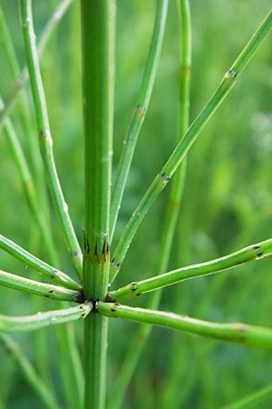 Equisetum pratense \ Wiesen-Schachtelhalm / Shady Horsetail, D Ettal 21.6.2011