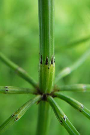 Equisetum arvense \ Acker-Schachtelhalm, Zinnkraut, D Vogelsberg, Ulrichstein 30.5.2012