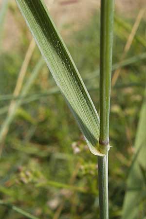 Elymus arenosus / Couch, D Mainz 30.6.2012