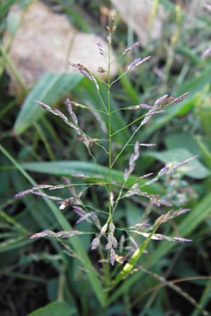 Eragrostis albensis \ Elbe-Liebesgras / Elbe Love Grass, D Mannheim 27.8.2012