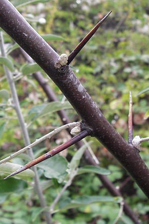 Elaeagnus angustifolia \ Schmalblttrige lweide / Narrow-Leaved Oleaster, Russian Olive, D Mannheim 30.8.2012