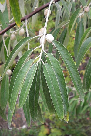 Elaeagnus angustifolia \ Schmalblttrige lweide / Narrow-Leaved Oleaster, Russian Olive, D Mannheim 30.8.2012