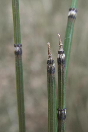 Equisetum x ascendens / Ascending Horsetail, D Pfalz, Wörth 16.3.2013