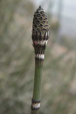 Equisetum x ascendens \ Aufsteigender Schachtelhalm / Ascending Horsetail, D Pfalz, Wörth 16.3.2013