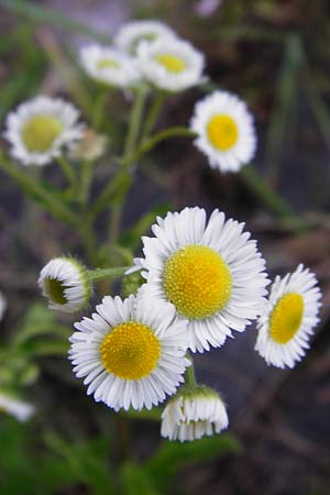 Erigeron strigosus \ Ausdauerndes Berufkraut / Common Eastern Fleabane, Prairie Fleabane, D Mannheim 3.7.2014