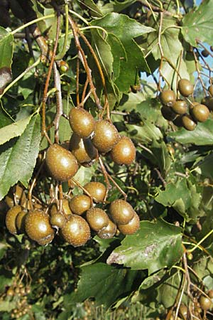 Sorbus torminalis \ Elsbeere / Wild Service Tree, D Hemsbach 16.8.2007