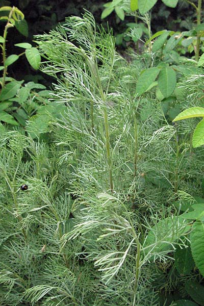 Artemisia abrotanum \ Eberraute, D Lorsch 1.7.2007