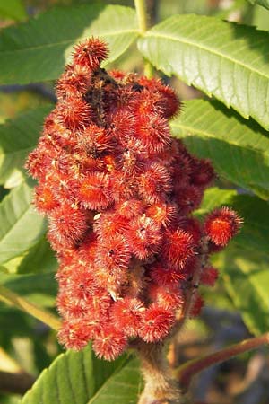 Rhus typhina \ Essigbaum / Stag's-Horn Sumach, D Mannheim 24.9.2013