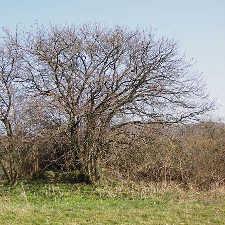 Sorbus torminalis \ Elsbeere / Wild Service Tree, D Hemsbach 8.3.2014