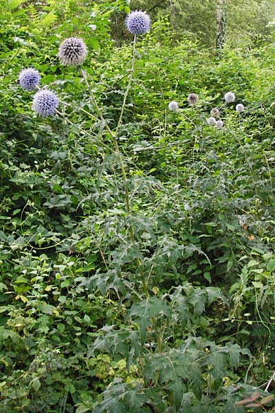 Echinops banaticus \ Banater Kugeldistel / Blue Globe Thistle, D Mainz 3.8.2014