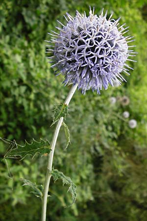 Echinops banaticus \ Banater Kugeldistel / Blue Globe Thistle, D Mainz 3.8.2014