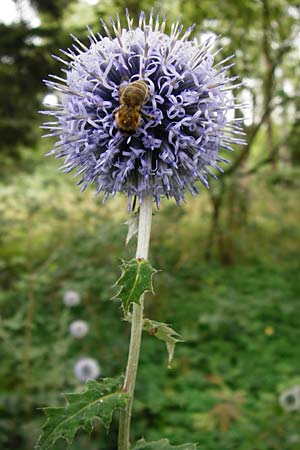 Echinops banaticus \ Banater Kugeldistel / Blue Globe Thistle, D Mainz 3.8.2014