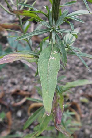 Erysimum cheiranthoides \ Acker-Schterich, Acker-Schotendotter, D Karlsruhe 23.7.2011