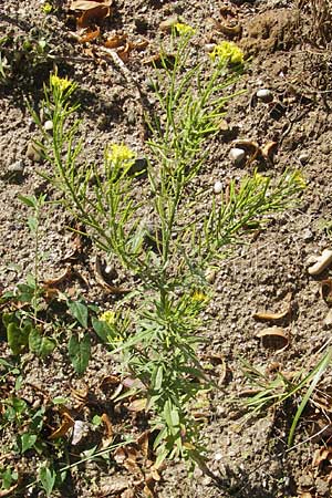 Erysimum cheiranthoides \ Acker-Schterich, Acker-Schotendotter, D Karlsruhe 23.7.2011