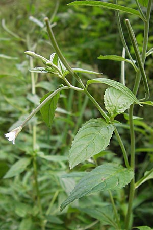 Epilobium ciliatum subsp. adenocaulon \ Drsiges Weidenrschen / American Willowherb, D Eberbach 21.7.2012