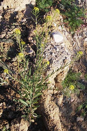 Erysimum cheiranthoides \ Acker-Schterich, Acker-Schotendotter, D Langen 22.9.2012