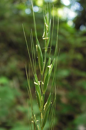 Elymus caninus / Bearded Couch, D Lobbach-Waldwimmersbach 21.6.2013