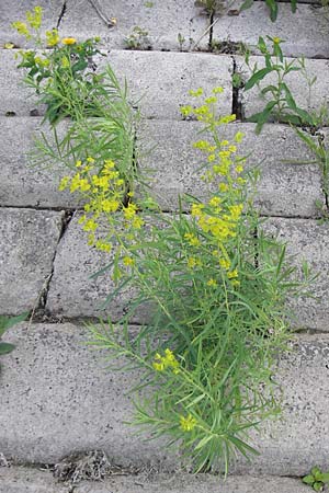 Euphorbia cyparissias \ Zypressen-Wolfsmilch / Cypress Spurge, D Mannheim 19.8.2013