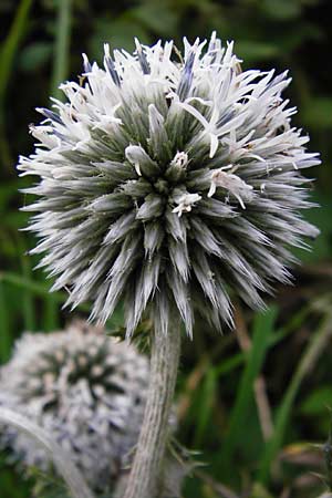 Echinops sphaerocephalus \ Drsenblttrige Kugeldistel, Rundkpfige Kugeldistel / Glandular Globe Thistle, D Viernheim 11.8.2014