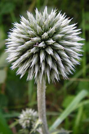 Echinops sphaerocephalus / Glandular Globe Thistle, D Viernheim 11.8.2014