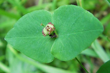 Euphorbia dulcis \ Se Wolfsmilch / Sweet Spurge, D Hemsbach 19.5.2009