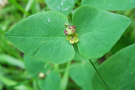 Euphorbia dulcis \ Se Wolfsmilch / Sweet Spurge, D Hemsbach 19.5.2009