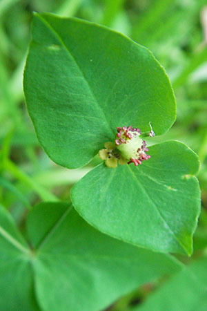 Euphorbia dulcis \ Se Wolfsmilch / Sweet Spurge, D Hemsbach 19.5.2009