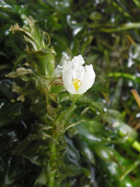 Egeria densa \ Dichtblttrige Wasserpest / Brazilian Waterweed, D Botan. Gar.  Universit.  Heidelberg 9.9.2012