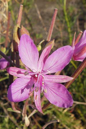 Epilobium dodonaei \ Rosmarin-Weidenrschen / Alpine Willowherb, D Mannheim 4.9.2013