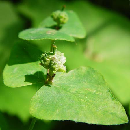 Euphorbia dulcis \ Se Wolfsmilch / Sweet Spurge, D Obernzell an der Donau 11.6.2014