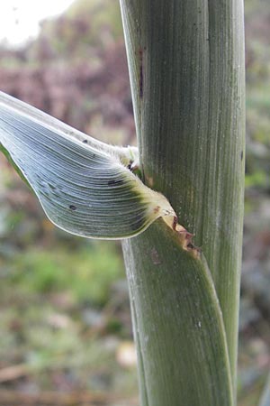 Sorghum bicolor agg. \ Mohrenhirse, Zucker-Hirse, D Waghäusel 10.10.2011