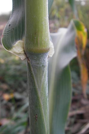 Sorghum bicolor agg. \ Mohrenhirse, Zucker-Hirse, D Waghäusel 10.10.2011