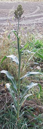 Sorghum bicolor agg. \ Mohrenhirse, Zucker-Hirse, D Waghäusel 10.10.2011