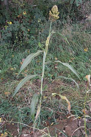 Sorghum bicolor agg. \ Mohrenhirse, Zucker-Hirse / Great Millet, D Waghäusel 10.10.2011