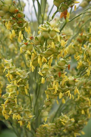 Sorghum bicolor agg. \ Mohrenhirse, Zucker-Hirse, D Achern 28.7.2012