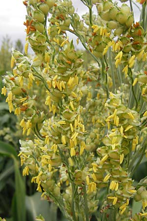 Sorghum bicolor agg. \ Mohrenhirse, Zucker-Hirse, D Achern 28.7.2012