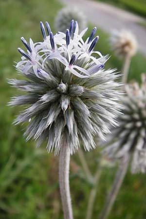 Echinops sphaerocephalus \ Drsenblttrige Kugeldistel, Rundkpfige Kugeldistel, D Oppenheim 9.8.2014