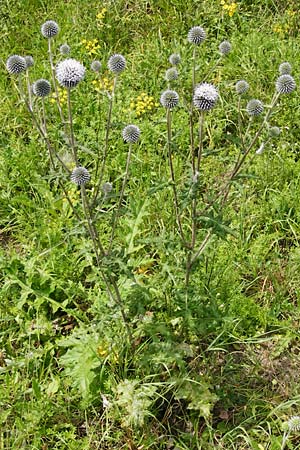 Echinops sphaerocephalus \ Drsenblttrige Kugeldistel, Rundkpfige Kugeldistel, D Rheinhessen, Wöllstein 9.8.2014