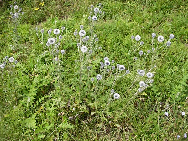 Echinops sphaerocephalus \ Drsenblttrige Kugeldistel, Rundkpfige Kugeldistel, D Rheinhessen, Wöllstein 9.8.2014