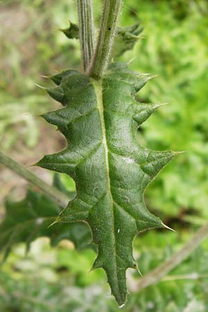 Echinops sphaerocephalus \ Drsenblttrige Kugeldistel, Rundkpfige Kugeldistel, D Rheinhessen, Wöllstein 9.8.2014