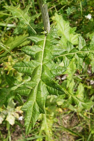 Echinops sphaerocephalus \ Drsenblttrige Kugeldistel, Rundkpfige Kugeldistel / Glandular Globe Thistle, D Rheinhessen, Wöllstein 9.8.2014